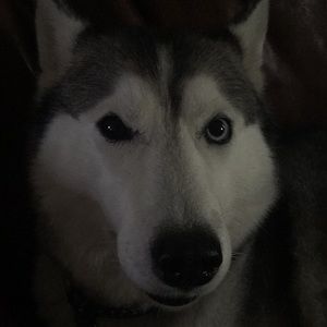 Meet your Posher, Bobbi